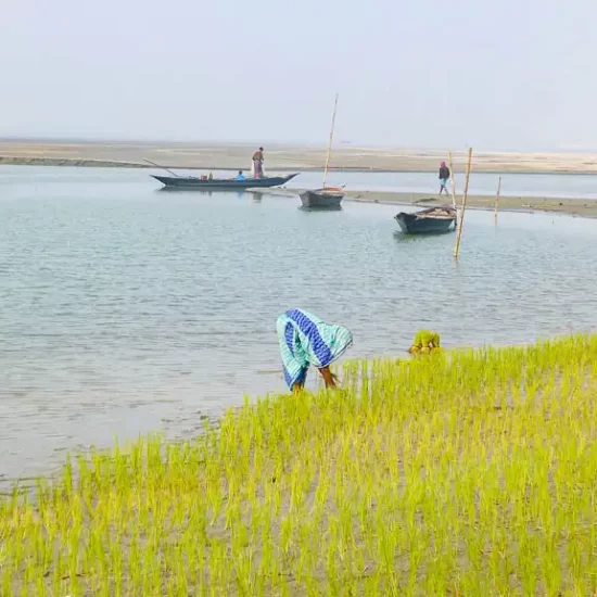 Shifting river islands are called char in Bangladesh