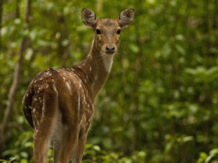 chital, spotted deer in Bangladesh Sundarbans forest