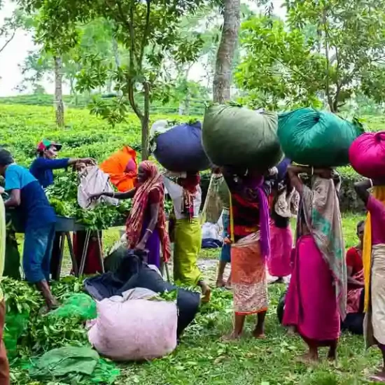 Tea workers measure their harvests at the end of the day to receive a daily paymen