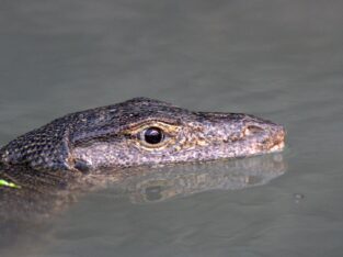 a huge Water Monitor Lizard in sundarban forest bangladesh