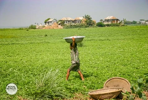 Bangladesh homestay countryside landscape with green agriculture fields