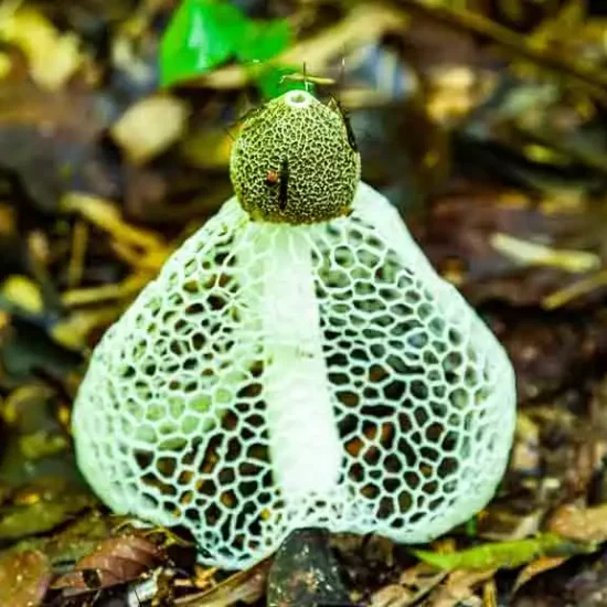 wild mushroom at Lawachara rainforest in Sreemangal