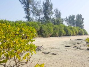 Mangrove species on an Island near Chittagong