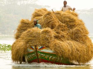 A boat full of rice straw is on the way to a floating market
