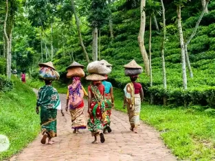 A group of female tea workers returning home after a daylong tea leaf plucking