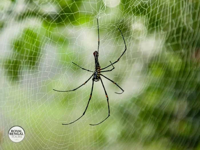 Golden orb-weaver spider spinning a web in the Chittagong Hill Tracts forest