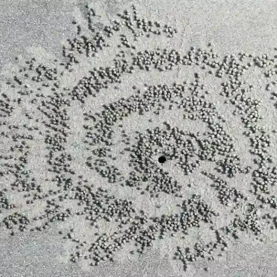 Beautiful artwork by Crabs in sundarban mangrove forest