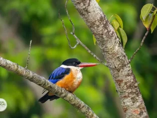 Black-capped kingfisher in Bangladesh Sundarbans