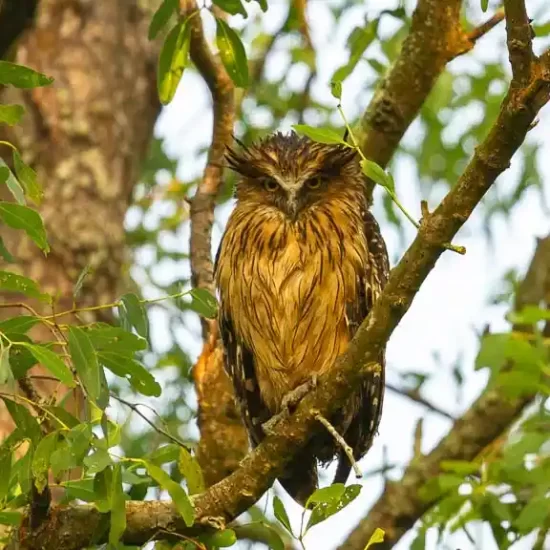 Brown fish owl is a nocturnal bird in Sundarbans forest