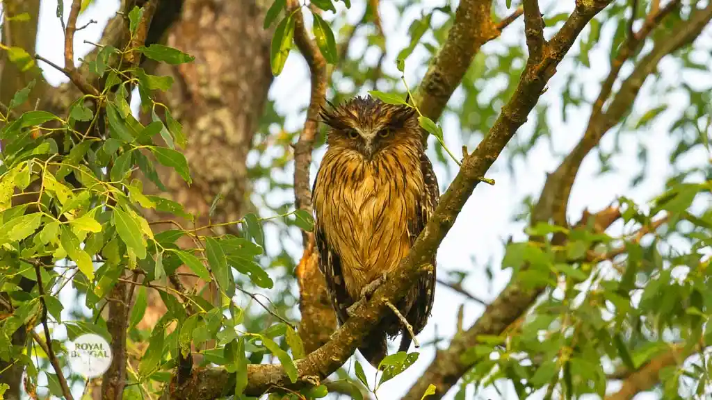 Brown fish owl is a nocturnal bird in Sundarbans forest