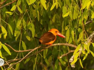 Brown winged kingfisher is ready to hunt
