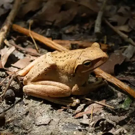 Common Indian toad rarely seen in sundarban forest