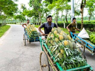 Fresh pineapple and lemons are on the way to the market for sell