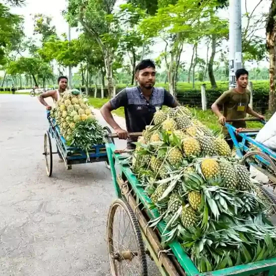 Fresh pineapple and lemons are on the way to the market for sell