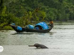 Ganges River dolphin in sundarban bangladesh