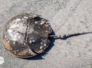 Horseshoe crabs are living fossils and can be found in sundarban mangrove forest