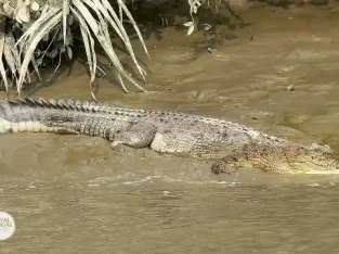 Indo-pacific crocodile is the largest and deadliest Reptile in sundarban