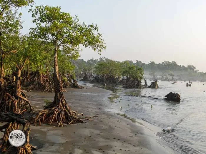 Kuakata mangrove beach