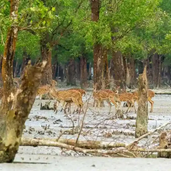 Large group of spotted Deers in sundarban