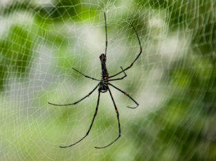 Giant spider in Chittagong hill tracts