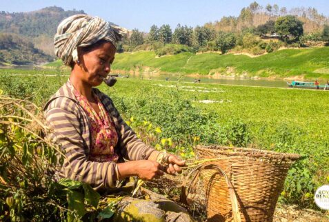 Marma tribal lady harvesting turmeric in Bandarban hill tracts