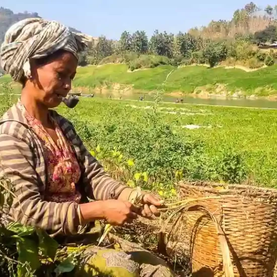 Marma tribal lady harvesting turmeric in Bandarban hill tracts