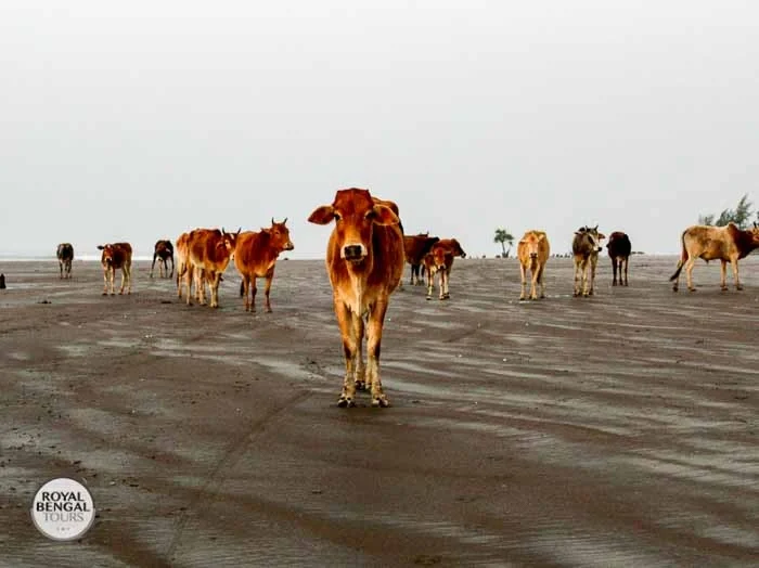 Most exciting beach visitors in Bangldesh