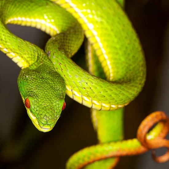 Pitviper snakes in lawachara rainforest