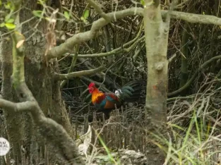 Red junglefowl in Bangladesh sundarban