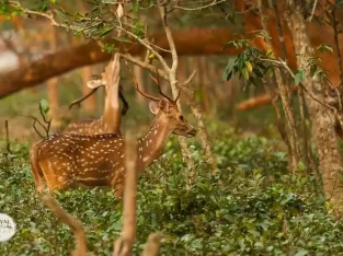 Reddish-brown spotted Deers in sundarban mangrove forest bangladesh
