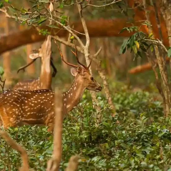 Reddish brown spotted Deers in sundarban mangrove forest bangladesh