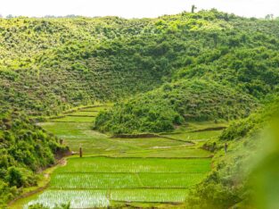 Rice plantation besides the tea plantation in Sreemangal