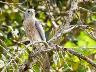 Shikra is one of the dominating prey bird in sundarban forest