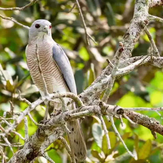 Shikra is one of the dominating prey bird in sundarban forest
