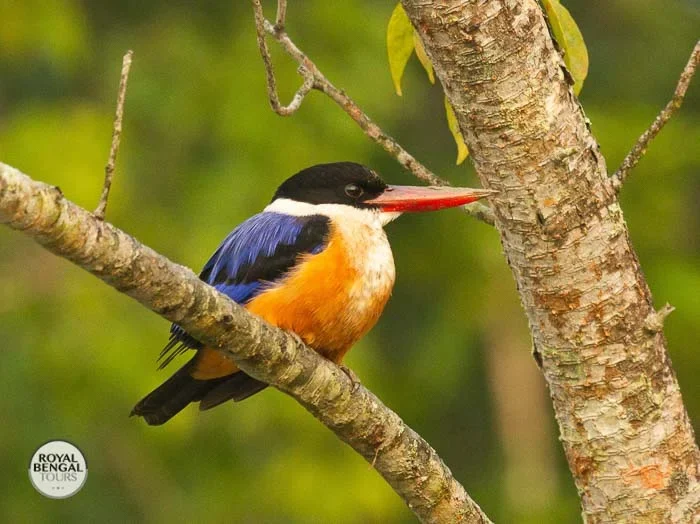 vibrant Black-Capped Kingfisher: A jewel of the Sundarbans