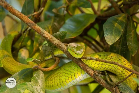 coiled snake on a tree branch inside Sundarbans mangrove forest