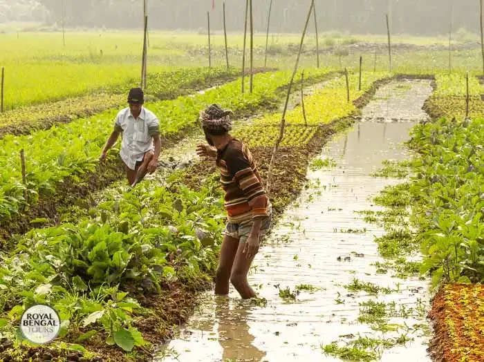 farmers preparing floating beds with organic materials for planting vegetables in Barisal, Bangladesh