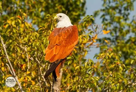 Birdwatching in the Sundarbans: A Brahminy Kite perched on a tree
