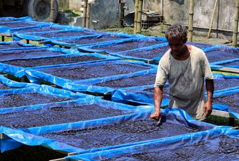 Explore the Indigo production in the north west of Bangladesh
