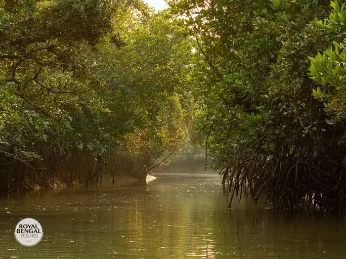 A beautiful creek winding through the lush green Sundarbans