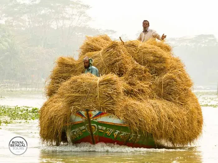 Photo of a boat carrying rice straw on a backwater canal in Barisal, Bangladesh