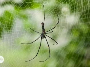 be careful from giant spider in Chittagong hill tracts