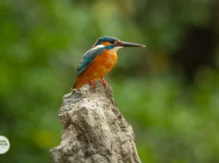 beautiful Common kingfisher in sundarban forest