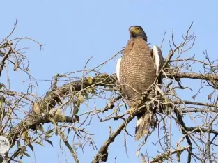 beautiful crested serpent-eagle in sundarban forest