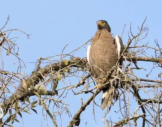 beautiful crested serpent eagle in sundarban forest