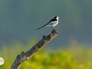 bird watching trip to sundarban forest