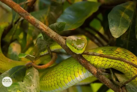 dangerous pit viper snakes in the Sundarban forest