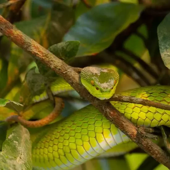 dangerous pit viper snakes in the Sundarban forest