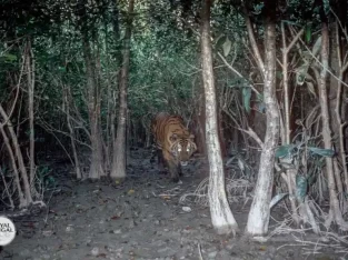 endangered tiger species in Bangladesh sundarban forest
