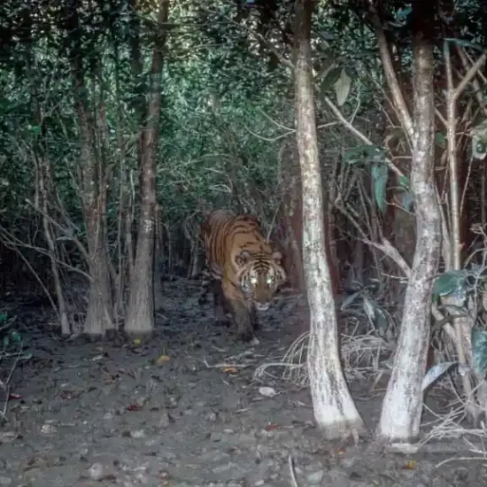 endangered tiger species in Bangladesh sundarban forest